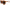 Orange Acetate Frame Round Shades DG4170PM Sunglasses