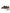 Brown Leopard Canvas Sneakers Shoes
