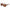 Brown Men Sunglasses