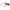 Brown Men Sunglasses