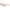 Brown Women Optical Frames
