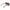 Brown Women Sunglass