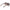 Brown Women Sunglass