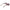 Brown Women Sunglasses