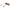 Brown Women Sunglass