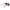 Black Women Sunglass