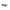 Brown Plastic Sunglasses