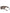 Dark Brown Havana DG4398F Square Frame Eyewear Sunglasses