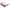 Brown Acetate Sunglasses