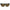 Brown Acetate Sunglasses