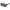 Brown Acetate Sunglasses