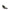 Colibri Rete Pumps