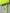 Yellow Green Bifold DG Logo Neck Strap Cardholder Wallet