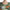 Multicolor Silk Jungle Print Women Maxi Dress