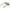 Brown Women Sunglasses
