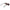 Black Women Sunglass