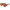 Brown Acetate Sunglasses